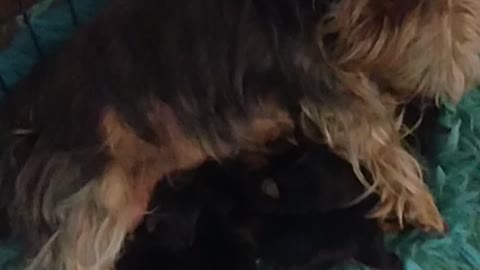 My dog had puppies 😁