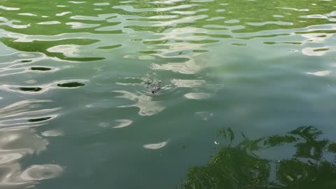 Fish and Turtles in Pond