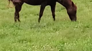 Horse Therapy The Lone Ranger