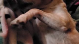 Cutest jack russell acting shy