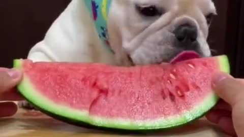 LOVING DOG eating up Melon in Funny Way