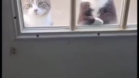 MUST WATCH: I will never let you have my girlfriend, says the cat😂😂💔