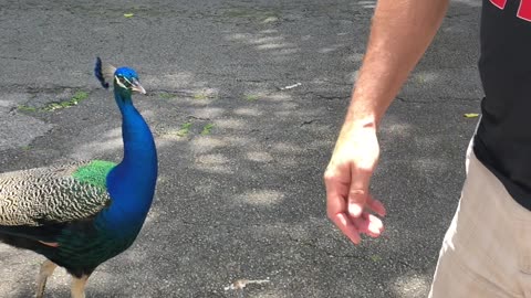 Peacock feedinf