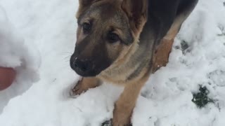 German shepard puppy bites snow