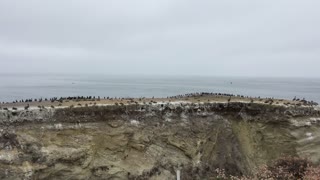 Shell Beach cliffs