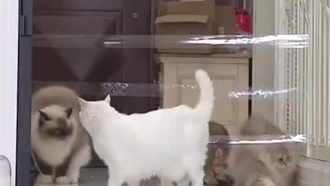 Cats vs. Duct Tape... You Won't Believe What Happens Next!