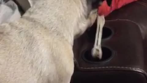Adorable Pug is scared of drink holders