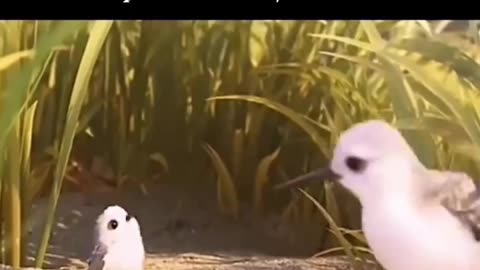 Baby Bird Teaching #shorts #shortvideo #video #virals #videoviral