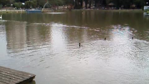 No parque municipal de barueri os pato .lago