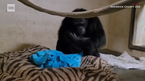 Chimpanzee cheer Video of reunion between endangered mother and baby goes viral