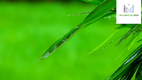 Beautiful Rain Raining Scenery & Neture Video || 4K HDR Video