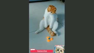 Cute cat pets enjoying other pet animals compilation