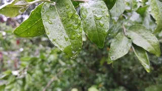 Celebrating rain