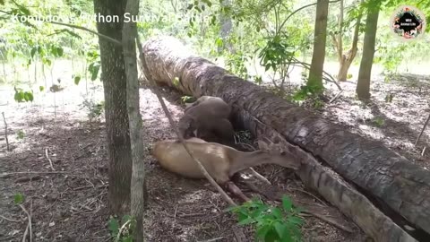 Komodo vs Python Survival Battle Wild Animal Life