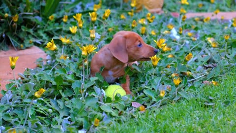 A Cute Baby Dog Plying In Garden With wonnar. 🐕🦮🐕‍🦺🐩