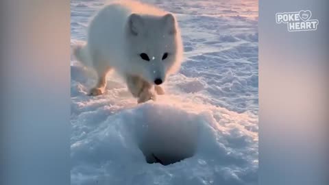 "Adorable Heist: Baby Arctic Fox Swipes Fisherman's Catch!"