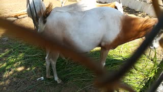 Adorable Pregnant Mother Horned Oryx