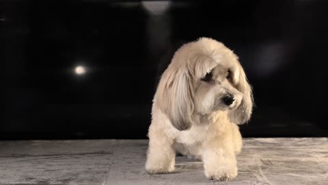 A Cute White Pet Dog Sitting