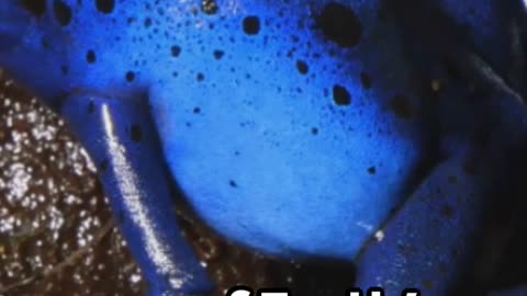 Deadly Beauty The Blue Poison Dart Frog