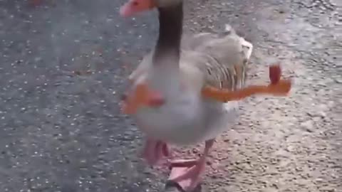 Ducks with Arms