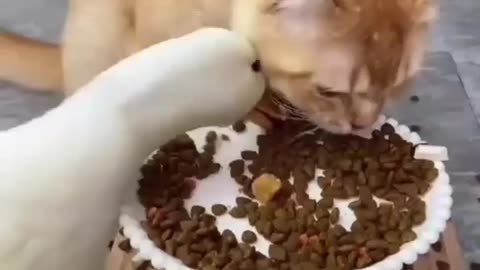Duck Goes Wild For Cat Food And Makes A Mess!