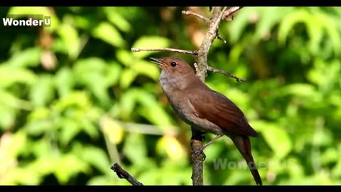 Singing Nightingale.Nature Sounds- Birds Singing Without Music,Bird Sounds Relaxation.