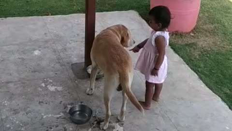 Strict baby makes sure dog finishes his food