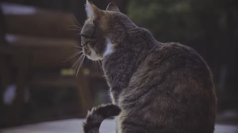 Cat Cleaning in the Garden