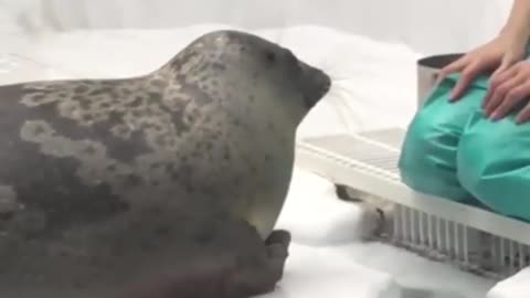 This Seal Is A Good Boy