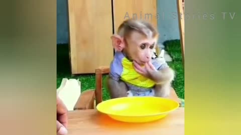 Cute Animals - How to Express Baby Monkey Bath ??