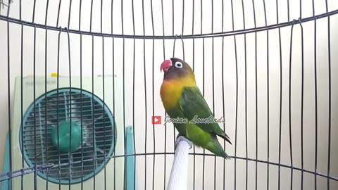 LOVEBIRD