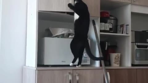 Cat finding food in modern kitchen , #cat#funny #food #kitchen