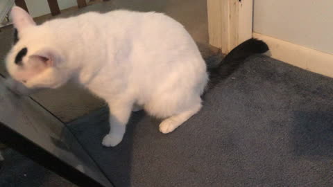 Skittish Scratching Cat