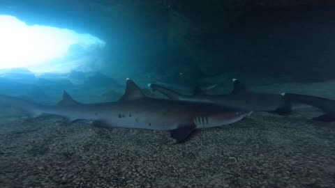 White tip sharks sleeping in a cave , Galapagos