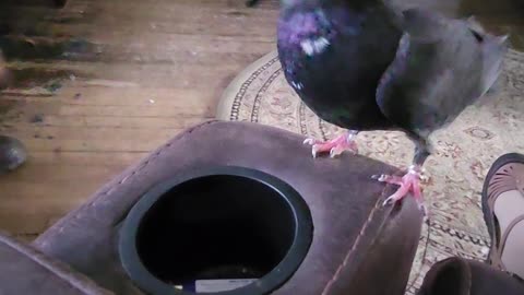 Flock it Farm: Shirley the Pigeon vs. Matt's index finger. UFC