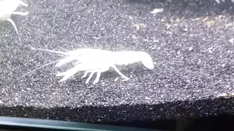 Rare Albino Crayfish