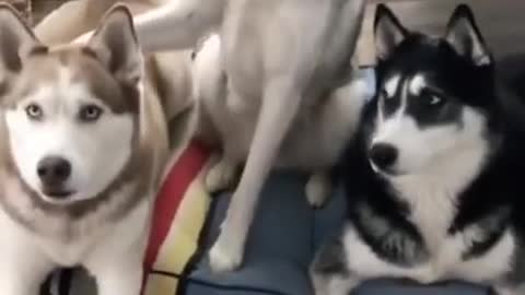 husky try to give answer of all question #funny