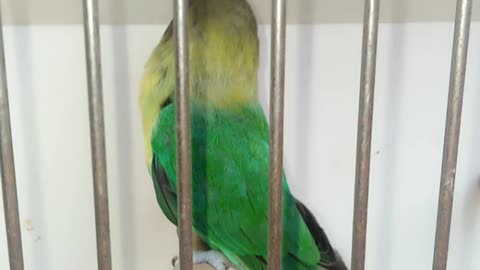 Lovebird parrot