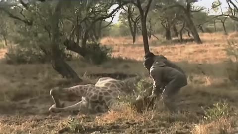 National Geographic Documentary - King Of Africa