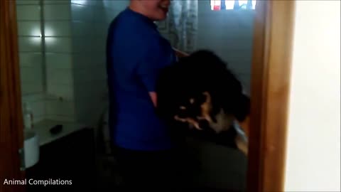 Dogs Hate Taking Baths - FUNNIEST Compilation