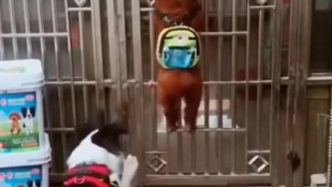 Funny dog video --> try not too laugh :D
