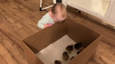 Lilyanna Fascinated With Her Chicks - 2/17/21