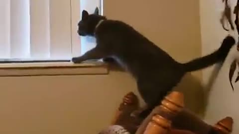 Feline Follies: Hilarious Cat Videos That Will Leave You in Stitches!