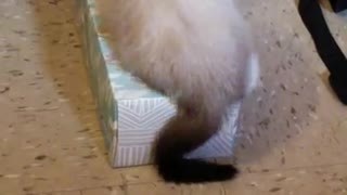 Cat Climbs Into Kleenex Box