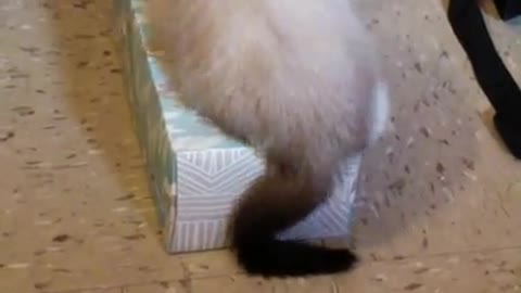 Cat Climbs Into Kleenex Box