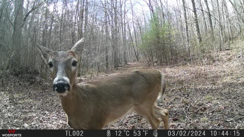 Creek Cam 03/02/2024 Deer Kiss