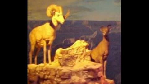 Grand Canyon Diorama--Disneyland History--1950's--TMS-457