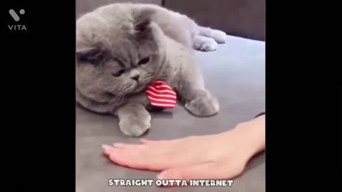 FUNNY VIDEOS, FUNNY ANIMAL VIDEOS Best Funny Cat Videos That Will Make You Laugh All Day Long