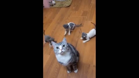 Cute cats funny video ,little baby cats