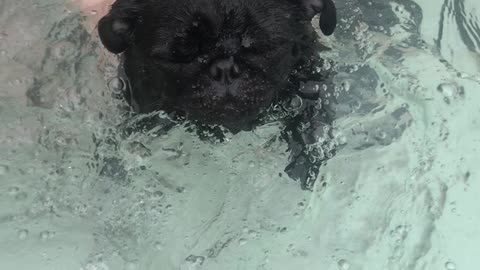 Pug Swimming